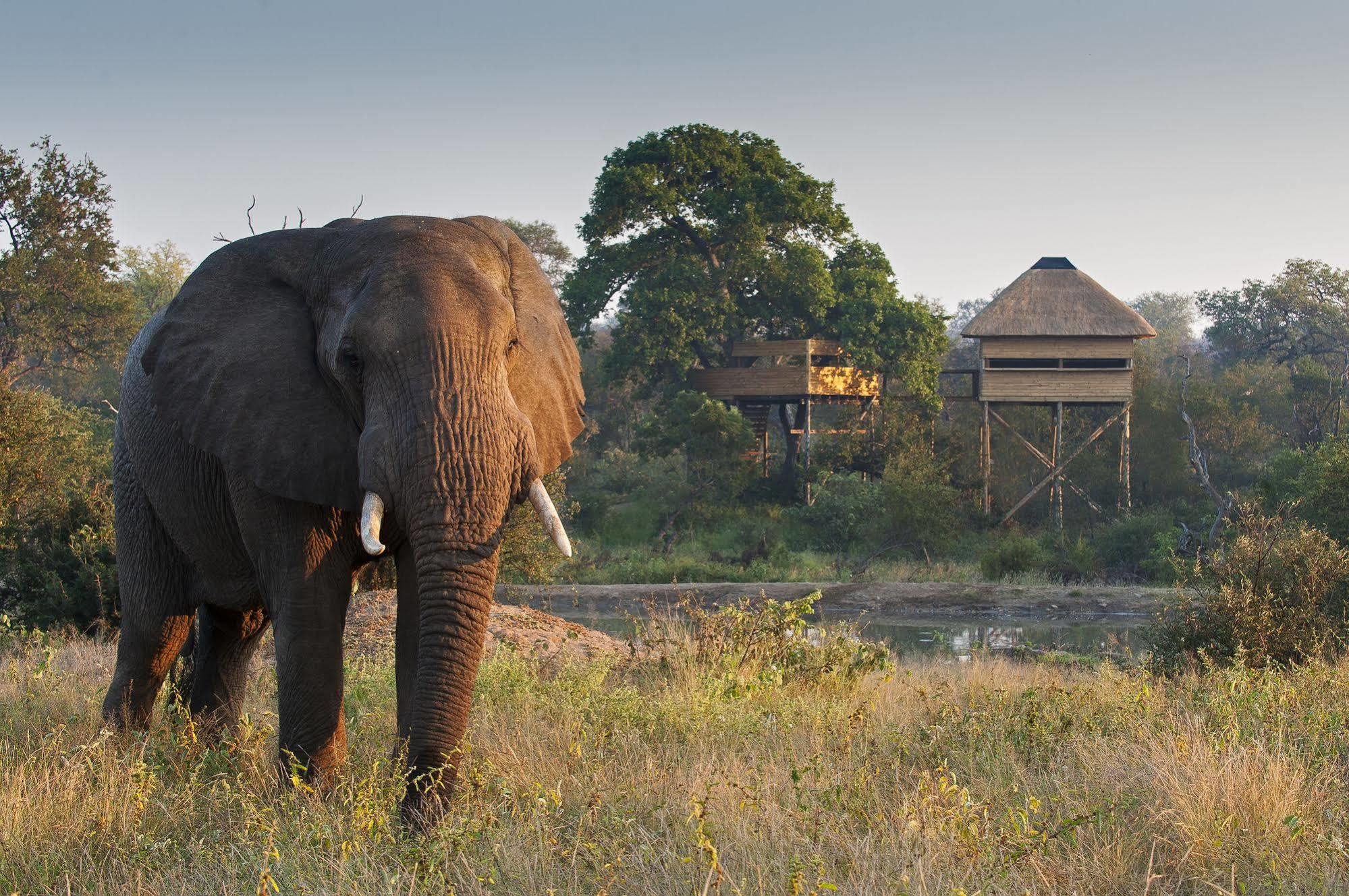 Pondoro Game Lodge Balule viltreservat Exteriör bild